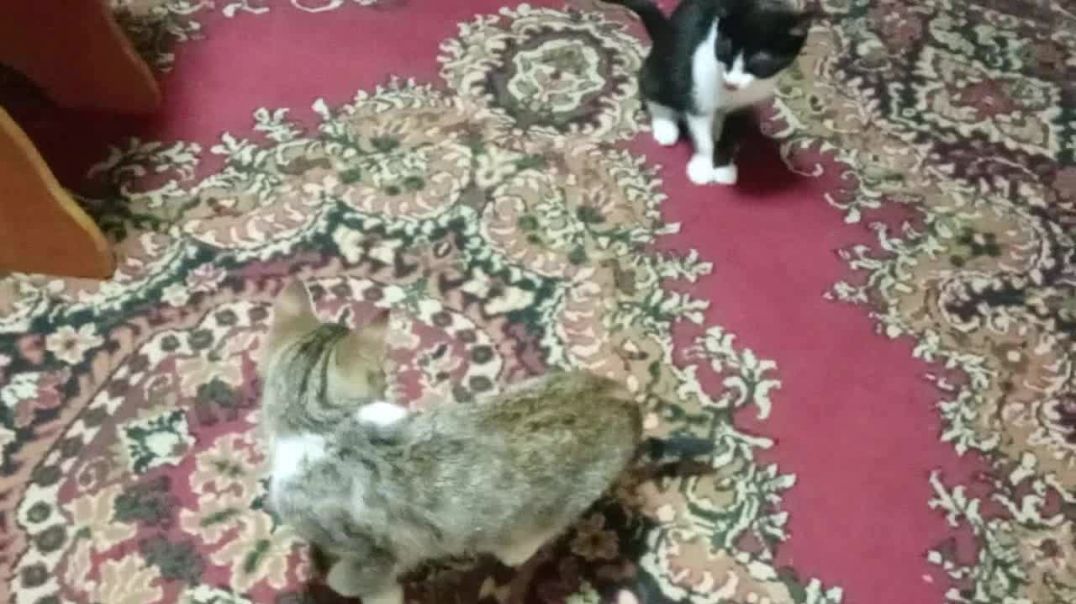 Котята выспались и началась вечерняя беготня. Тишка и  Мигера. Сельская жизнь.