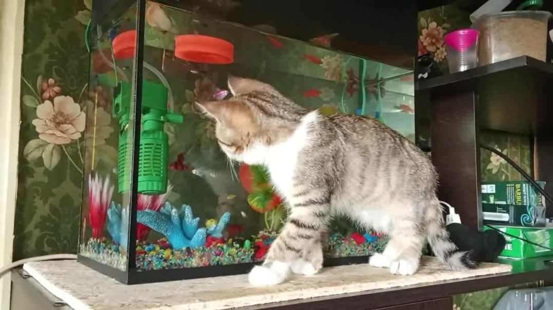 Котенок Тишка и его домашние питомцы...