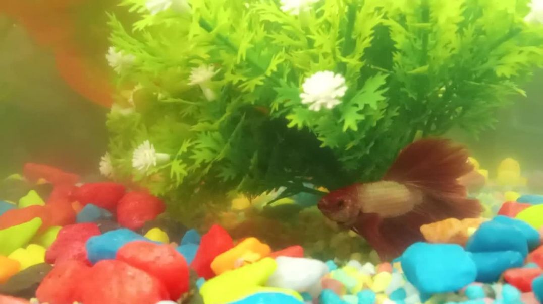 Аквариумные рыбки. Сельская жизнь.