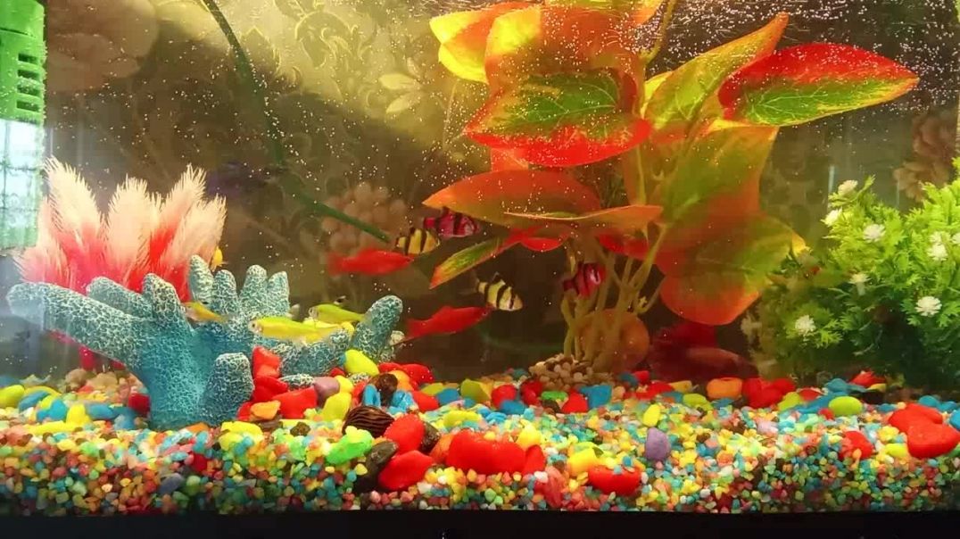Аквариумные рыбки. Полный отдых души и тела. Сельская жизнь.