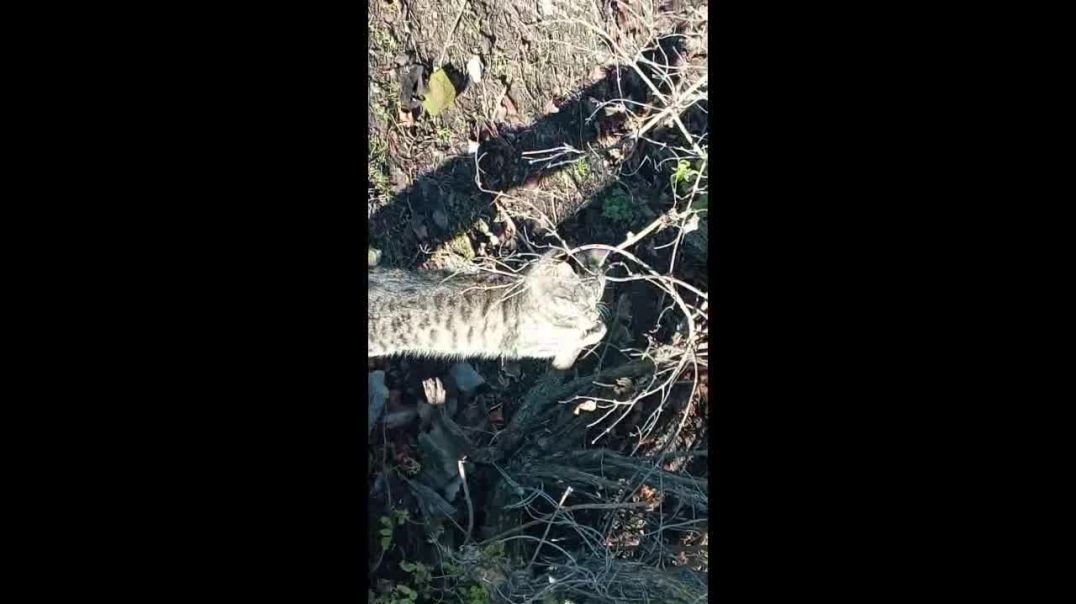 Кот на солнышке чешет носик.