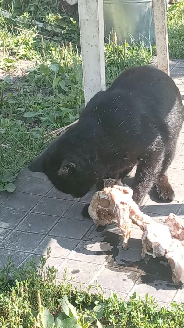 Наш Чучундрик. Сельская жизнь 3. - #shorts