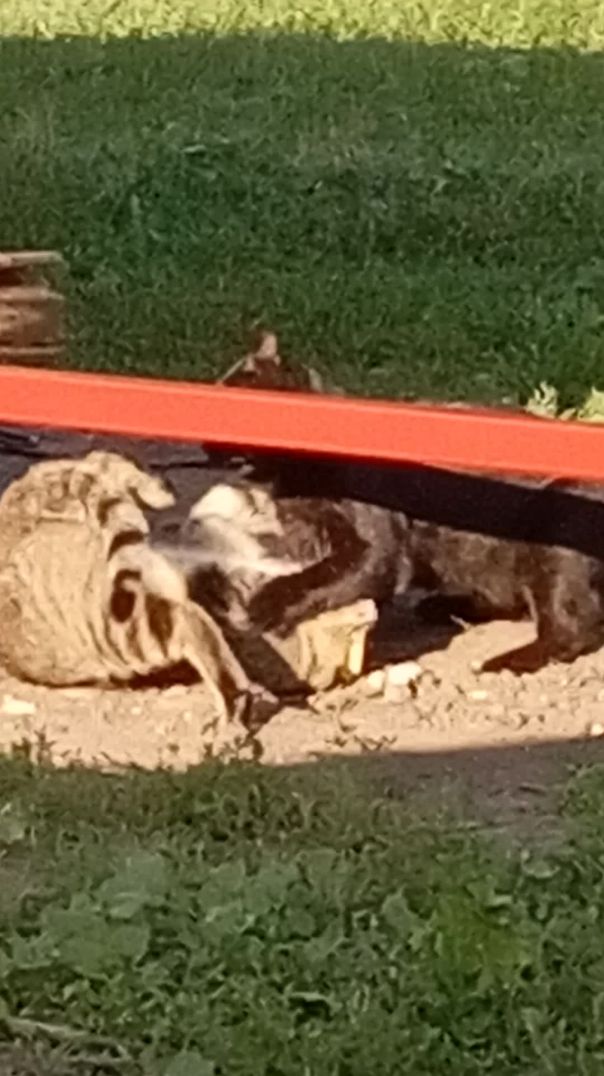 Наш Чучундрик. Сельская жизнь 4. - #shorts