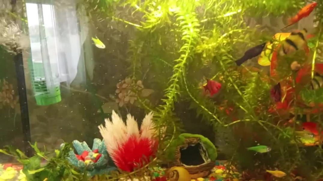 Наш маленький домашний подводный мир...